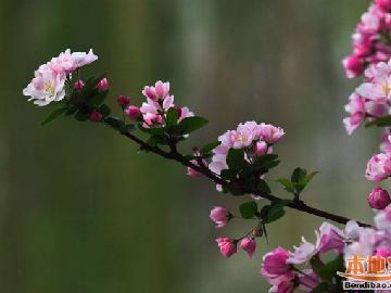 2020年北京五一賞花的地方有哪些幾個排行榜