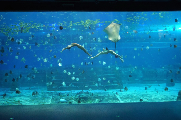 重慶漢海海洋公園游玩攻略最新演出時間表