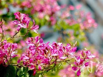 <b>太平有什么好玩的？森林公園游玩攻略門票免費(fèi)嗎?紫荊花看花去哪里好</b>