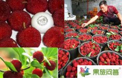 石屏楊梅節(jié)吃貨們的最愛_石屏楊梅節(jié)是什么時(shí)候?