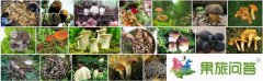 六月是去云南最美的旅游季節(jié)——云南野生菌