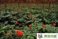 云南三七產(chǎn)地——文山 轉(zhuǎn)載云南三七網(wǎng)