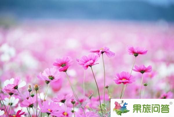昆明、大理、麗江、香格里拉、瀘沽湖、西雙版納生態(tài)休閑之旅