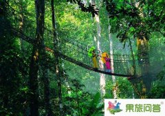 去西雙版納望天樹(shù)旅游，享受被大自然懷抱的感覺(jué)