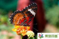 再度跟隨昆明國旅游云南 感受大理麗江世外桃源