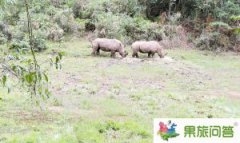 版納旅游可以看到犀牛啦！云南普洱國家公園犀牛坪景區(qū)正式開放