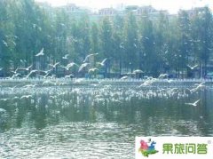 11月開始到昆明翠湖邊喂紅嘴鷗