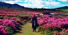現(xiàn)在去云南旅游安全嗎？云南旅游十一旺季去云南旅游安全了嗎？