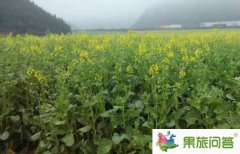 <b>2020今年羅平油菜花節(jié)什么時(shí)侯開?</b>