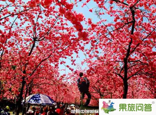 昆明市區(qū)旅游攻略：馬年2.14情人節(jié)昆明市區(qū)有什么好玩的？