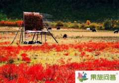 國(guó)慶節(jié)去香格里拉大草原有大片的格?；▎?？
