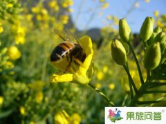 <b>今年云南2020羅平國際油菜花文化旅游節(jié)是開了嗎始?</b>