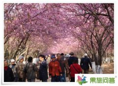 今年圓通山的櫻花開(kāi)了沒(méi)啊？昆明櫻花節(jié)是什么時(shí)候？